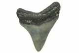 Juvenile Megalodon Tooth - North Carolina #348312-1